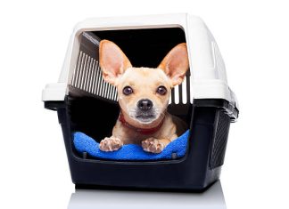 Pet Transport in Delhi – honestly a whole adventure people don’t warn you about Pet transport in Delhi