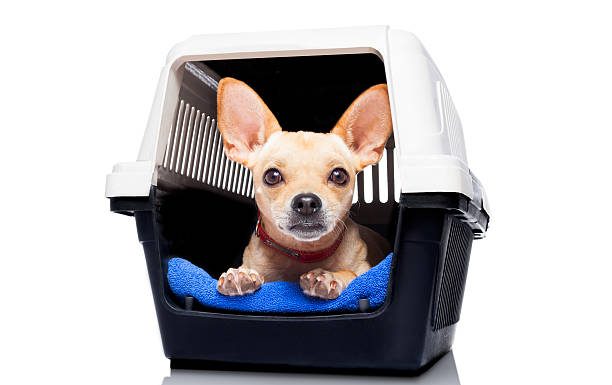 Pet Transport in Delhi – honestly a whole adventure people don’t warn you about Pet transport in Delhi