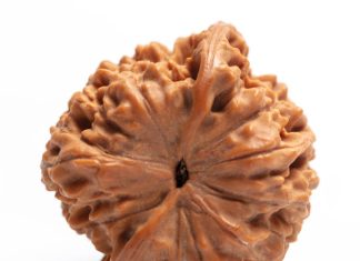 Why Is Everyone Talking About 14 Mukhi Rudraksha Sahakara Nagar These Days? 14 Mukhi Rudraksha Sahakara Nagar