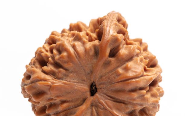 Why Is Everyone Talking About 14 Mukhi Rudraksha Sahakara Nagar These Days? 14 Mukhi Rudraksha Sahakara Nagar