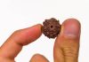 Finding an Original Rudraksha Dealer Sahakara Nagar Really This Confusing? Original Rudraksha dealer Sahakara Nagar
