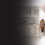 Effective Bed Bug Removal Strategies and Professional Treatment Options in Cleveland bed bug exterminator in Cleveland