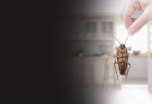 Effective Bed Bug Removal Strategies and Professional Treatment Options in Cleveland bed bug exterminator in Cleveland