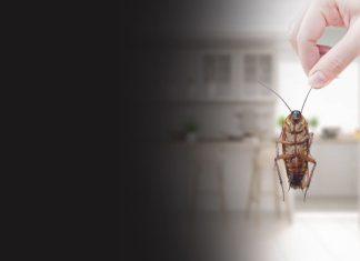 Effective Bed Bug Removal Strategies and Professional Treatment Options in Cleveland bed bug exterminator in Cleveland