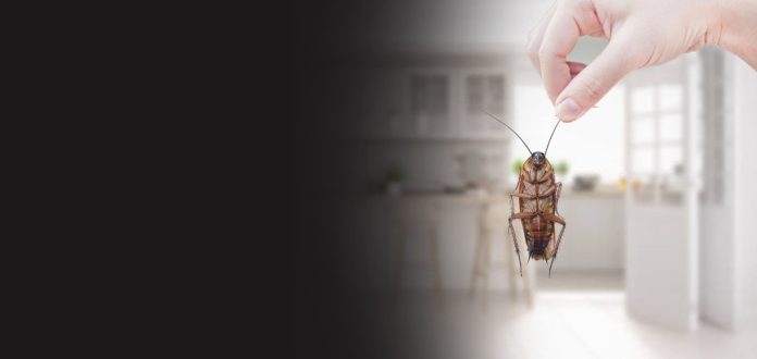 bed bug exterminator in Cleveland
