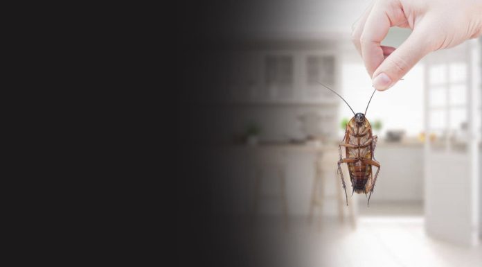 Effective Bed Bug Removal Strategies and Professional Treatment Options in Cleveland bed bug exterminator in Cleveland