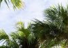 Smart Tree Care Trends and Seasonal Insights for Healthier Haines City Landscapes Tree pruning in Haines City
