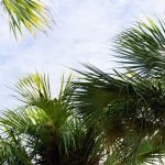 Smart Tree Care Trends and Seasonal Insights for Healthier Haines City Landscapes Tree pruning in Haines City