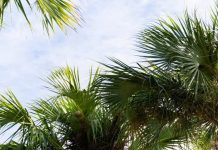 Smart Tree Care Trends and Seasonal Insights for Healthier Haines City Landscapes Tree pruning in Haines City
