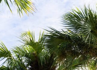 Smart Tree Care Trends and Seasonal Insights for Healthier Haines City Landscapes Tree pruning in Haines City