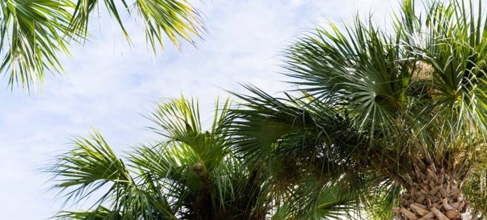 Tree pruning in Haines City