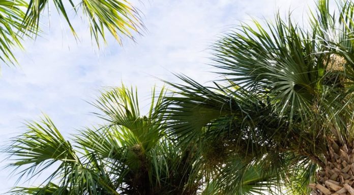 Smart Tree Care Trends and Seasonal Insights for Healthier Haines City Landscapes Tree pruning in Haines City