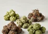 Understanding Quality Cannabis Flower Cannabis Flower in Wakefield